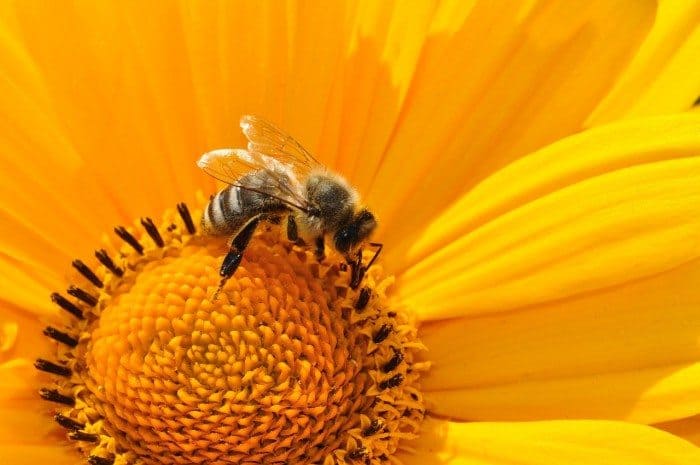 bee on pollen